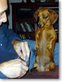  Dachshund Forest Gump 