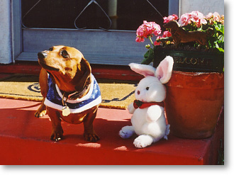  Dachshund Betty with Fuzzy Rabbit Friend, now minus ears & tail - Mr. Snowman. 