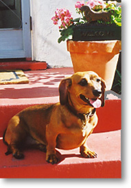  Dachshund A little Afternoon Sun 