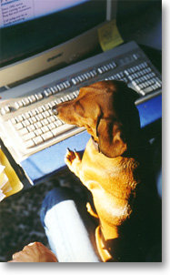 Dachshund - I've heard of earning my keep, but this is ridiculous!