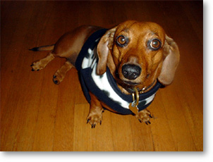 Dachshund in Spiffy New Winter Vest