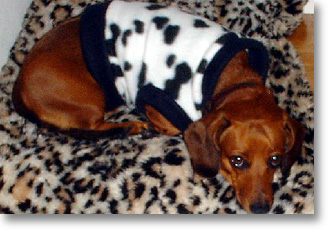 Dachshund My Leopard Pillow