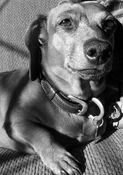 Betty enjoying the sunshine.