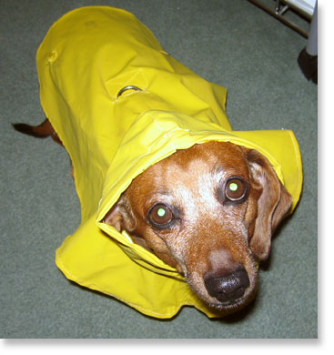  Dachshunds hate the rain.
