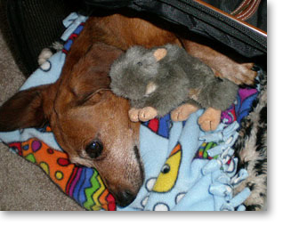 Betty the Dachshund with her little Squirrel Buddy