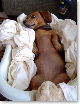  Dachshund Hard at Work 