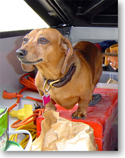  Dachshund Helping Out