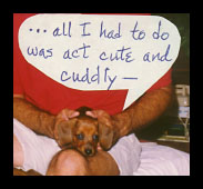 Dachshund - All I had to do was act cute and cuddly.