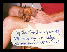 Dachshund - By the time I'm a year old, I'll have my own badger burrow under 68th Street.