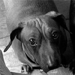 Bobbie Miller's Weiner Dogs