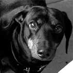 Bobbie Miller's Weiner Dogs