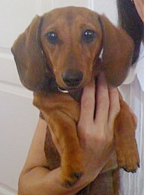 Princess Daisy