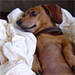 Betty - The Original Wonder Dachshund