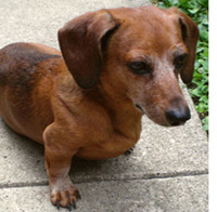 Betty the Dachshund